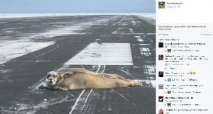 米アラスカ州最北部ユトクィアグヴィックにある空港に2017年10月、200kgを超える巨大なアザラシが出没。空港職員が海洋哺乳動物を移動させることは禁じられており、保護には大型除雪機とソリが使われたそうだ（画像は『Scott Babcock　2017年10月23日付Facebook』のスクリーンショット）