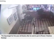 【海外発！Breaking News】襲撃は数秒！　5歳男児、頭を撫でたジャーマンシェパードに顔を噛みちぎられる（英）＜動画あり＞