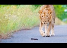 【海外発！Breaking News】道の真ん中に取り残されたラーテルの赤ちゃん　見つけたライオンの反応は？（南ア）＜動画あり＞