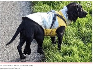 手術前のアリエル。右半身の通常の股関節に加えてもう1つ股関節があり、そこから余分の脚が生えていた（画像は『New York Post　2024年1月20日付「Six-legged dog gets surgery after over ＄19K in donations」（Greenacres Rescue/Facebook）』のスクリーンショット）