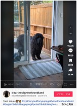 【海外発！Breaking News】開いているガラス戸の前で待つ犬、飼い主の“開けるフリ”でようやく中へ（カナダ）＜動画あり＞