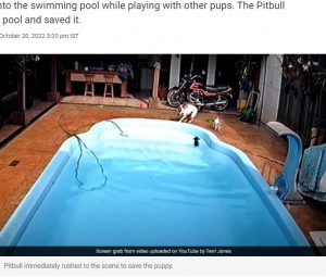ブラジルのある家のプールで2022年10月、犬たちが激しく吠えていることに気付き、慌てて様子を見にいった飼い主。ピットブルが、プールで溺れる生後3か月のチワワを救出していたという（画像は『NDTV.com　2022年10月20日付「Viral Video: Pitbull Saves Puppy From Drowning In Pool In Brazil, Hailed As Hero By Owner」』のスクリーンショット）