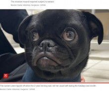 【海外発！Breaking News】愛犬パグが飲み込んだのは大量の芋虫？　胃のレントゲン写真に飼い主唖然（英）