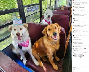 【海外発！Breaking News】「幸せいっぱい！」犬専用バスでお出かけの犬たち　生き生きした表情が話題に（カナダ）＜動画あり＞