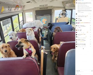 各座席には安全を確保するためのスライド式のドアがあり、犬たちはハーネスを装着し、各座席にフックで繋がれる。また、バスにはアシスタントのスタッフが同乗するという（画像は『Ruff and Puff　2023年5月29日付Instagram「Hey everybody!」』のスクリーンショット）
