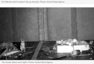 昨年10月、鳥のために出しておいた餌が納屋の古い靴の中に詰め込まれているのに気付いたというロドニーさん。その後も物が移動しているのを不思議に思い暗視カメラを設置した（画像は『News.com.au　2023年1月9日付「Mouse filmed tidying up man’s shed every night: ‘He enjoys it’」（Picture: Animal News Agency.）』のスクリーンショット）