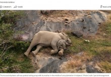 【海外発！Breaking News】群れとはぐれた子ゾウ、再会した母にピタリ寄り添い眠る姿に“愛”溢れる（印）＜動画あり＞