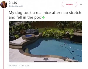 2019年7月、プールサイドで昼寝をしていたパグ。寝返りを打ったところ、自らプールにドボンと落ちてしまった（画像は『ŠTIŁĖŚ　2019年7月12日付X「My dog took a real nice after nap stretch and fell in the pool」』のスクリーンショット）