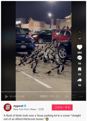 【海外発！Breaking News】「まるでヒッチコック映画」ショッピングモール駐車場に数百羽の鳥の群れ（米）＜動画あり＞
