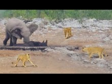【海外発！Breaking News】水場にはまりライオンに襲われるサイ、それを助けようとする“心優しい”ゾウ（ナミビア）＜動画あり＞