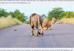 ファラボルワ・ゲート近くのタール舗装された道路「H8」に、3頭のオスのライオンが寝そべっているのに気が付いたレオンさん。他に車はいなかったという（画像は『Latest Sightings　2024年1月16日付「Mom Honey Badger Leaves her Baby to the Lions」』のスクリーンショット）