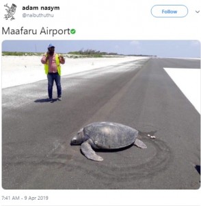 2019年4月、モルディブの新国際空港の滑走路で1匹のアオウミガメが産卵。砂浜を失ったカメたちの繁殖に今後どのような影響が現れるのかと危惧されていた（画像は『adam nasym　2019年4月9日付X「Maafaru Airport」』のスクリーンショット）