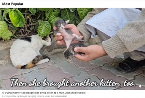 男性に餌をもらった母猫はまず、健康な子猫2匹を1匹ずつくわえて連れてきた。毎日餌やりをしている男性が、この母猫を見るのは初めてだったという（画像は『Adorable Paws　2023年12月24日付Facebook「A crying mother cat brought her dying kitten to a man. Just unbelieveble!」』のスクリーンショット）