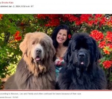 【海外発！Breaking News】「抱きしめ甲斐があるの！」“クマ”のような超大型犬2頭に夢中の女性（スウェーデン）