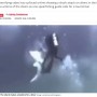 【海外発！Breaking News】サメがダイバーに次々と突進　恐怖の瞬間捉えるも「無防備すぎる」と非難の声（モルディブ）＜動画あり＞