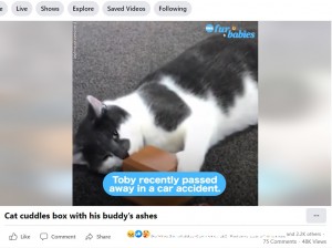 ニュージーランドのある家で飼われている猫は2022年、いつも一緒だったベストフレンドの猫を交通事故で亡くした。その遺骨を納めた骨壺に顔を擦り付けていた（『Good Morning America　Facebook「Cat cuddles box with his buddy’s ashes」（Lisa Gould via Storyful）』より）
