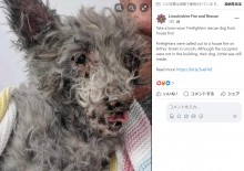 【海外発！Breaking News】火災現場で意識を失った犬、ペット用の小さな酸素マスクで息を吹き返す（英）