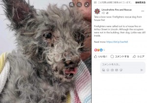 【海外発！Breaking News】火災現場で意識を失った犬、ペット用の小さな酸素マスクで息を吹き返す（英）