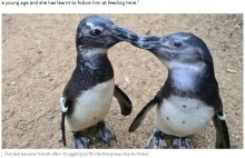 【海外発！Breaking News】白内障で目が悪い仲間をガイドするペンギン　互いに短所を補い合う最高のコンビに（英）