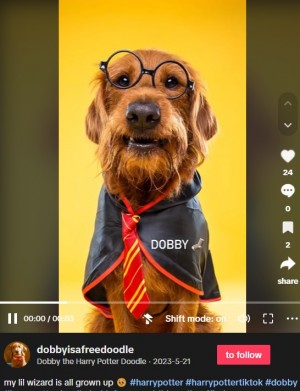 【海外発！Breaking News】『ハリー・ポッター』の大ファン、飼い犬へのコマンドを“魔法の呪文”に変えて大注目（カナダ）＜動画あり＞