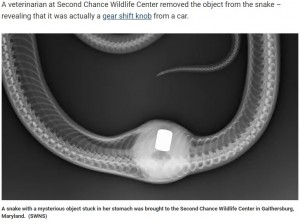 【海外発！Breaking News】ヘビのレントゲン写真に写ったキレイな球体　卵と勘違いして飲み込んだものに驚き（米）