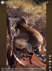雄は小さく「クウ」と鳴き、雌の体に顔をうずめて抱きしめた。ハートリーさんが雌にしてやれることは何もなかったそうで、「あのペアを見た時は心が折れた」と明かした（『Koala Rescue　Facebook「KOALA RESCUE Inc received a call from a most concerned member of the public」』より）