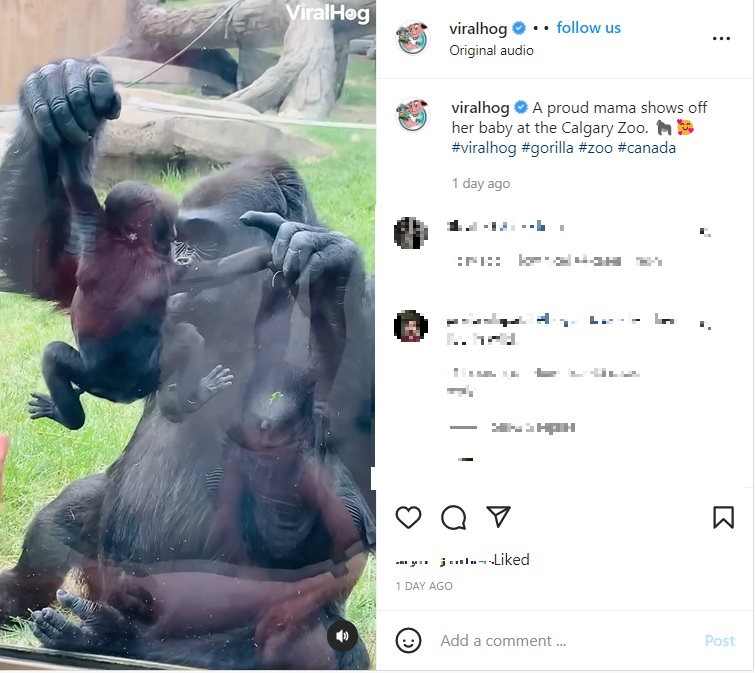 カナダの動物園で2022年4月、ニシローランドゴリラが雌の赤ちゃんを出産。ガラス越しに見つめる来園客に赤ちゃんをお披露目する姿が捉えられた（『ViralHog　Instagram「A proud mama shows off her baby at the Calgary Zoo.」』より）