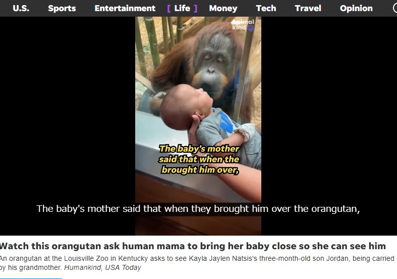 米ケンタッキー州の動物園で2023年5月、オランウータンが生後3か月の赤ちゃんにガラス越しにキスする姿が捉えられた（『USA TODAY　「Orangutan at Kentucky zoo asks to see 3-month-old visitor: Watch what happens next」』より）