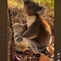 【海外発！Breaking News】雌の死を悼み、鳴いて抱きしめる雄コアラに「心が引き裂かれそう」（豪）＜動画あり＞