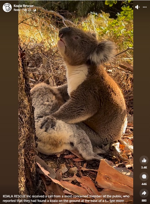 南オーストラリア州アデレード郊外で撮影された2頭のコアラ。雌は木の根元の地面の上で動かず、雄はその体の上に両手を載せ、死を悼んでいるようだ（『Koala Rescue　Facebook「KOALA RESCUE Inc received a call from a most concerned member of the public」』より）