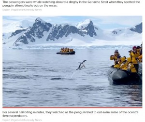 2021年、南極大陸でシャチの群れに迷い込み逃げ回っていた1羽のペンギン。近くに観光客が乗ったボートを見つけると、ジャンプして飛び乗っていた（『New York Post　「Fleeing penguin escapes killer whales in nail-biting video」（Expert Vagabond/Kennedy News）』より）