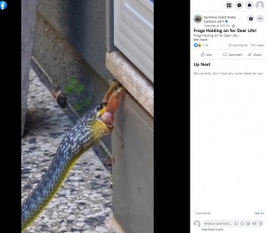 豪クイーンズランド州を拠点に爬虫類の捕獲・駆除作業を行う会社が2023年4月、Facebookにヘビとカエルの珍しい動画を投稿。ヘビに呑まれたカエルは後ろ足でドア枠にしがみつき、必死に抵抗していた（画像は『Sunshine Coast Snake Catchers 24/7　2023年4月21日付Facebook「Frogs Holding on for Dear Life!」』のスクリーンショット）