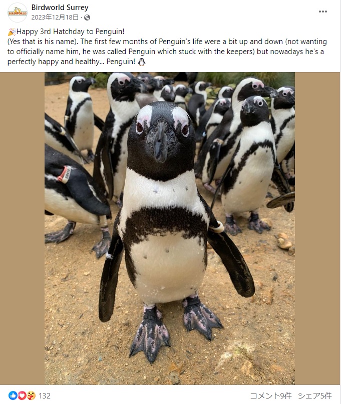 英サリー州ファーナムの鳥類園で過ごす“ペンギン”という名前のケープペンギン。飼育員の手で育ったため、今は他のペンギンとの関わり方を学んでいるそうだ（『Birdworld Surrey　Facebook「Happy 3rd Hatchday to Penguin!」』より）