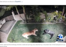 【海外発！Breaking News】裏庭でピューマに襲われた飼い犬、衝撃映像に驚愕（米）＜動画あり＞