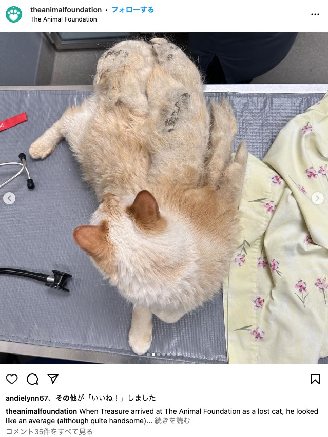 毛の塊を除去したトレジャーは現在、新たな家族が見つかるのを待っているそうだ（『The Animal Foundation　Instagram「When Treasure arrived at The Animal Foundation as a lost cat,」』より）