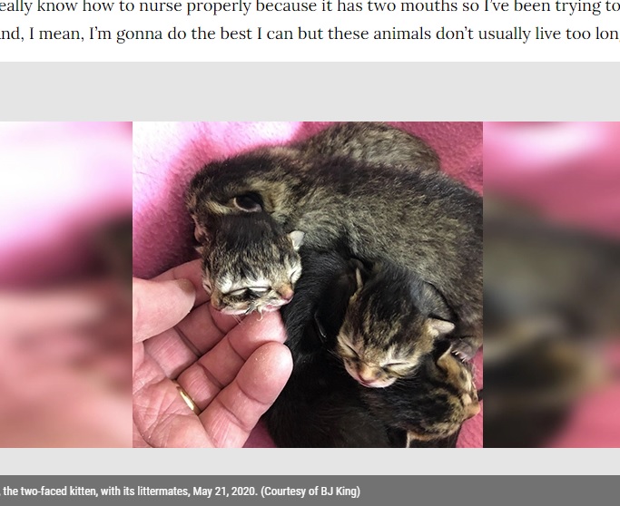 2020年5月、米オレゴン州で誕生した“ヤヌスネコ”。2つの鼻と2つの口、閉じたままの4つの目を持っていた（『FOX 46 Charlotte　「Meet Biscuits and Gravy, the two-faced Oregon kitten」（Courtesy of BJ King）』より）