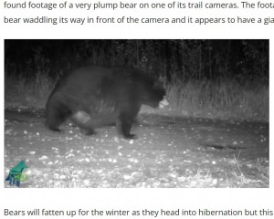 米ミネソタ州にあるボエジャーズ国立公園で2021年10月、トレイルカメラが撮影したクマ。その肥え過ぎた姿には、「よく眠れそうだね」と笑いの声が届いていた（『OnFocus News　「GIANT BEAR MAKES APPEARANCE IN NORTHERN MINNESOTA」』より）
