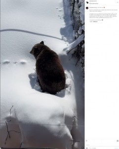 足で雪をかきながらゆっくりと這い出してきたブー。しばらくはボーっとして眠そうにしていたという（『Kicking Horse Mountain Resort　Instagram「Look who’s up」』より）
