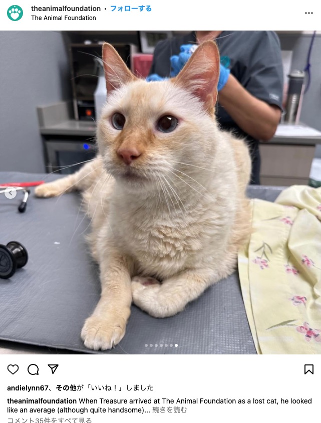 “トレジャー”と名付けられた保護猫。背中には大きな毛の塊ができていたが、グルーミング後はいきいきとした表情を見せた（『The Animal Foundation　Instagram「When Treasure arrived at The Animal Foundation as a lost cat,」』より）