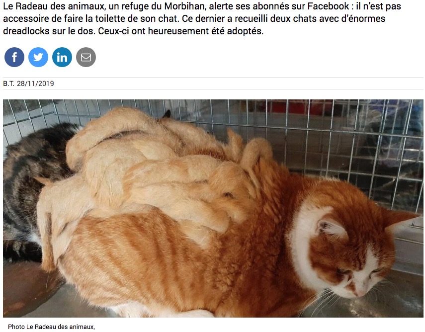 2019年10月、フランスで犬や猫の保護活動をしている団体に持ち込まれた猫。短毛種でありながら、背中の毛が絡まってドレッドへアのような状態になっていた（『La Voix du Nord　「Un chat breton avec plus d’un kilo de dreadlocks adopté dans un refuge」』より）