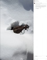 【海外発！Breaking News】冬眠から目覚めたクマ、スキー場の雪の中から這い出す姿に「ハグしたい」の声（カナダ）＜動画あり＞
