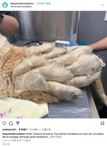 トレジャーの背中には、まるでもう1匹猫がいるように見えるほど大きな毛の塊があった（『The Animal Foundation　Instagram「When Treasure arrived at The Animal Foundation as a lost cat,」』より）