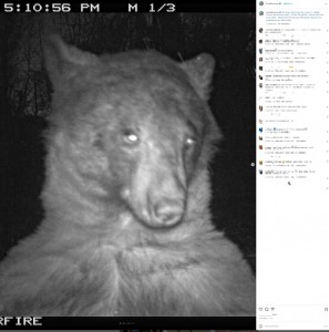 米コロラド州ボルダーに生息するクマが2022年11月、トレイルカメラを偶然発見。400枚もの自撮り写真を撮っていた（『Open Space and Mountain Parks　Instagram「This bear discovered the ranger’s wildlife camera Wednesday night.」』より）