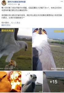 台湾にある国立屏東科技大学の鳥類生態研究室が2019年9月、Facebookにトビの生態写真を投稿。自動撮影カメラの角度がずれ、人間顔負けの自撮りのようなドヤ顔をするトビの姿（右上）をキャッチしていた（『屏科大鳥類生態研究室　Facebook「幫大家收集了網友們創作的梗圖，但留言實在太多看不完，若有沒收到的或是有新圖也歡迎在此篇留言喔～」』より）