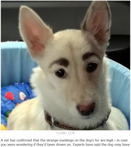 ロシア連邦のイルクーツク州で通りをさまよっていた雌の迷い犬。保護された後、立派な“眉毛”のおかげですぐに新しい家族が見つかっていた（『LADbible　「Dog With Human-Like Eyebrows Becomes Viral Hit」（Credit: CEN）』より）