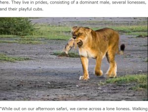 タンザニア北部に位置する世界自然遺産「ンゴロンゴロ保全地域」で2023年、母ライオンが赤ちゃんの背中をくわえた姿が撮影される。その後、母ライオンは赤ちゃんの体に歯を食い込ませていた（『Latest Sightings　「Lioness Bites Her Cub’s Head Off」』より）