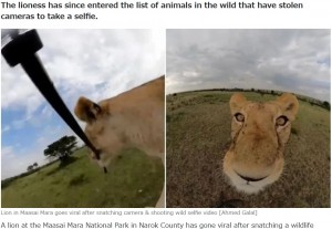 ケニア南西部にあるマサイマラ国立保護区で2023年、GoProカメラを奪って自撮りを楽しむ野生のライオンが話題に。まるで猫がオモチャで遊んでいるかのような姿だった（『Pulselive Kenya　「Lion in Maasai Mara goes viral after snatching camera ＆ shooting wild selfie video」（Ahmed Galal）』より）