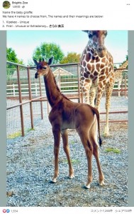 米テネシー州の動物園で2023年7月、網目模様のないキリンが誕生。模様のないキリンが最後に確認されたのは、1972年に上野動物園で誕生した個体だったという（『Brights Zoo　Facebook「Name the baby giraffe」』より）