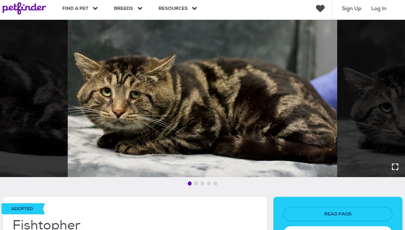 2022年11月、猫の里親募集の広告がSNSにシェアされて話題に。悲しそうな目で見つめる保護猫に里親希望者が殺到していた（『Petfinder　「Fishtopher」』より）