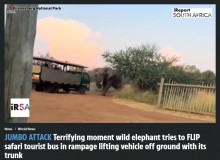 【海外発！Breaking News】超恐怖サファリ！　雄ゾウが観光客の乗るトラックに突進、鼻で持ち上げる（南ア）＜動画あり＞